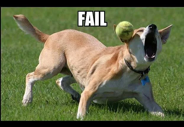 FailDog.webp
