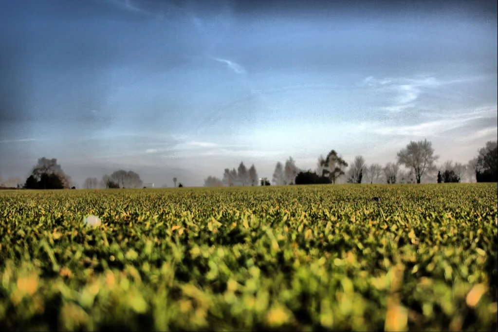 Field2.webp