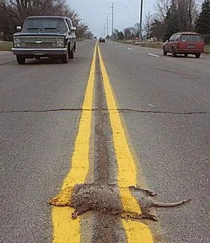 flat-possum.webp