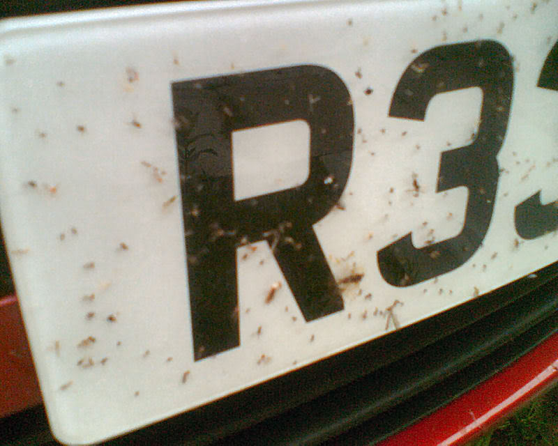 flies.jpg