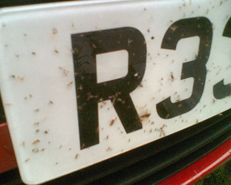 flies.webp