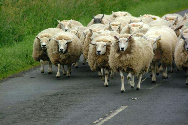 flock-of-sheep.jpg