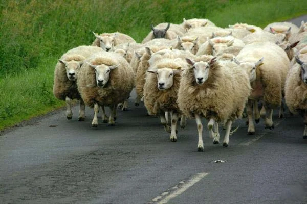 flock-of-sheep.webp