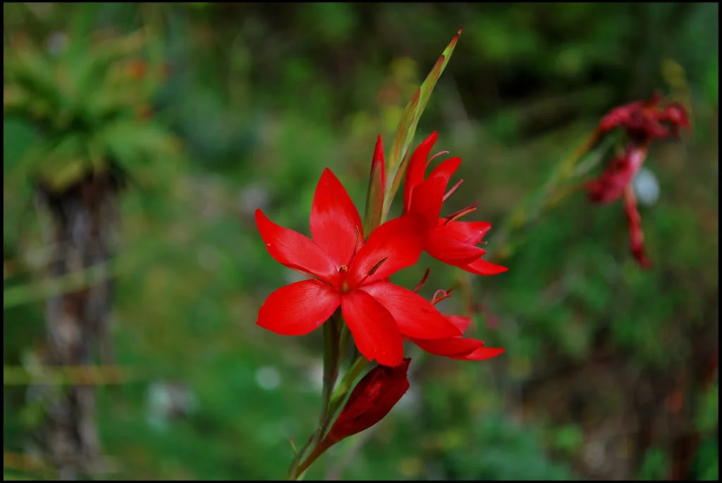 Flower.webp