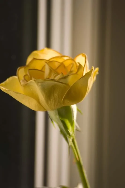 Flower.webp