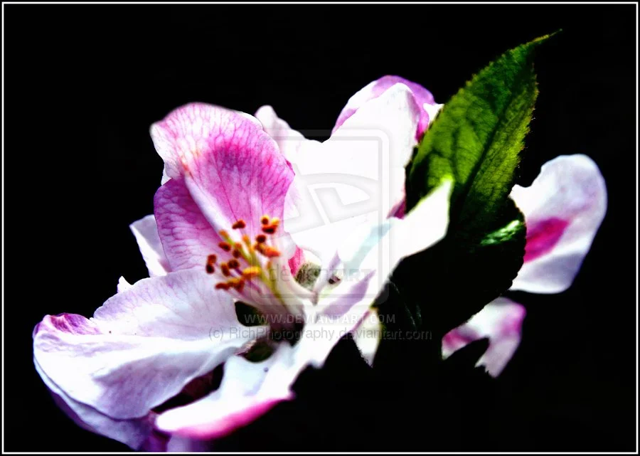 Flower_of_solitude_by_RichPhotography.webp