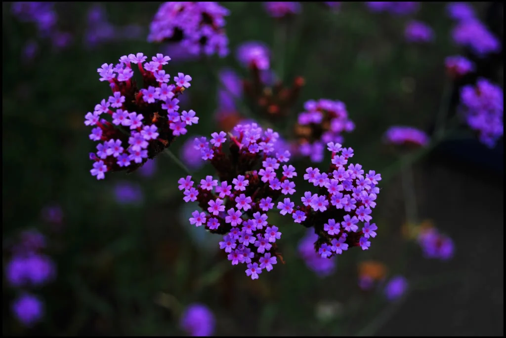 Flowers.webp