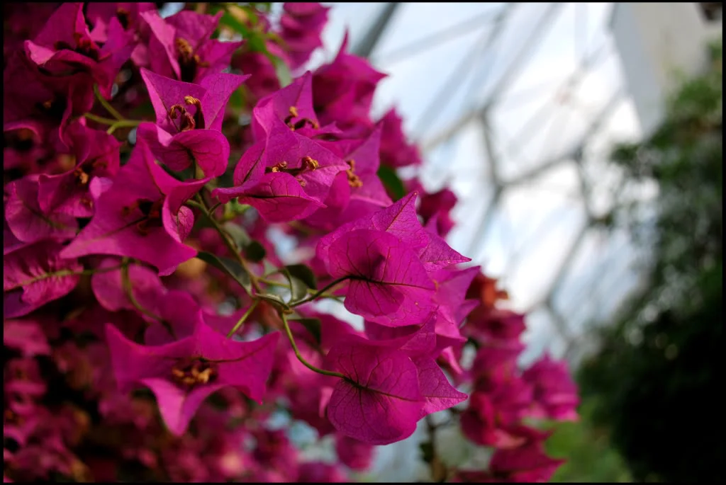 Flowers.webp