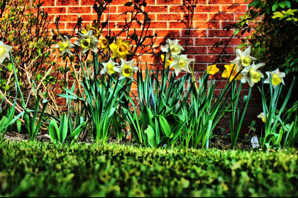 Flowers1.webp
