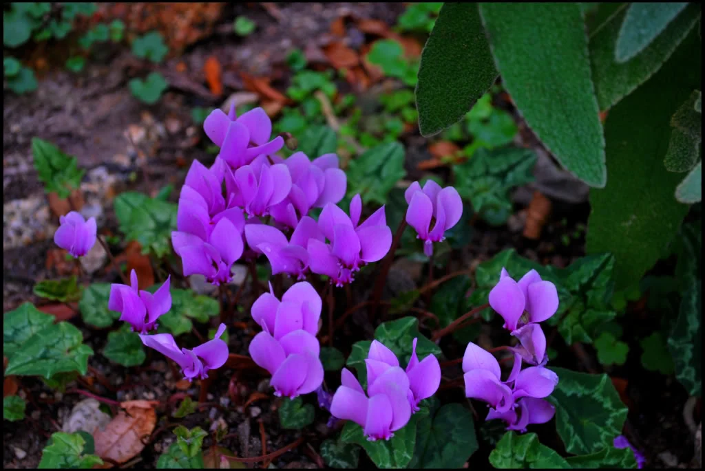 Flowers2.webp