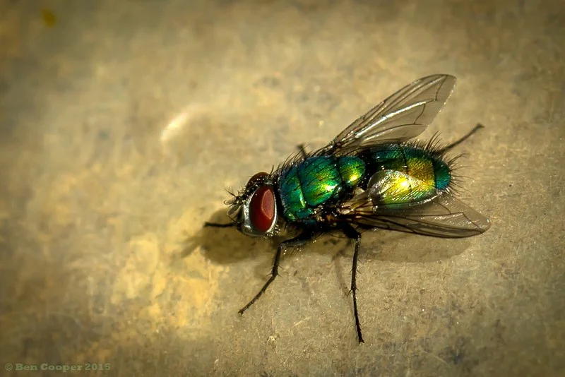 Fly%201_zpsmo46ujrg.webp