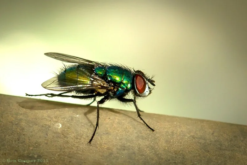 Fly%202_zpswnoy19q2.webp