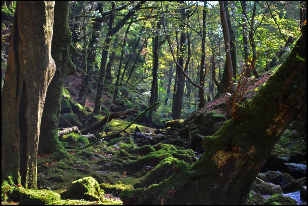 Forest.webp