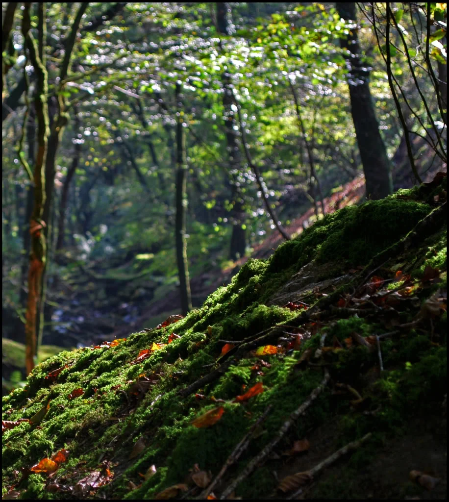 forest1.webp