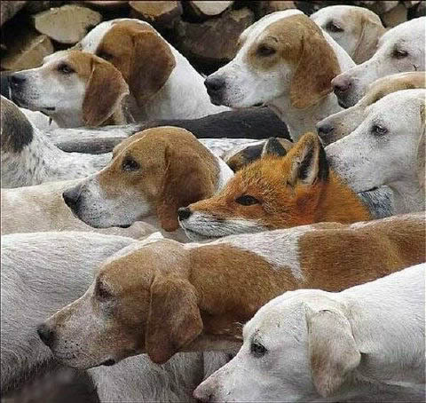 fox-hunt.jpg