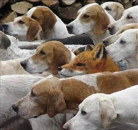 fox-hunt.webp