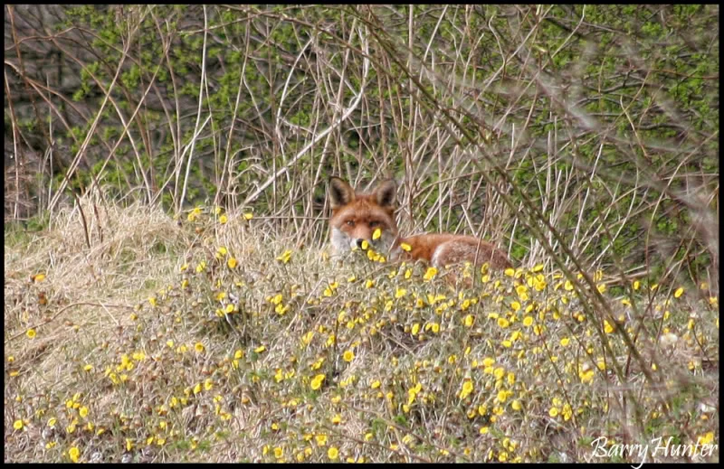 Fox.webp