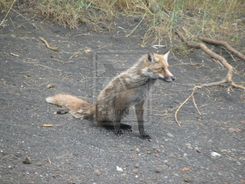 Fox_by_iansalter91.webp
