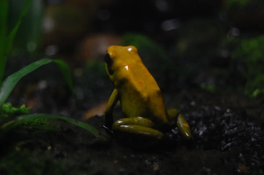 froggycliosport.webp