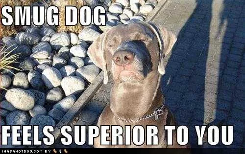 funny-dog-pictures-smug-dog-feels-superior.webp