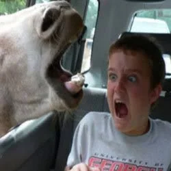 FUNNY-FACES1.webp