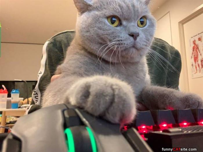 Gamer_Cat1495.jpg