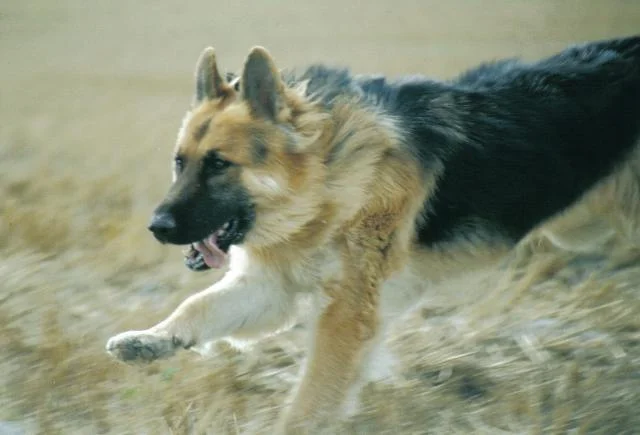 GermanShepherdDog.webp