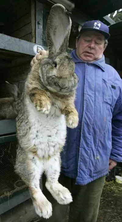 giant-rabbit1.webp