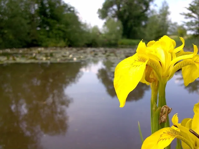 golfcourseflower.webp