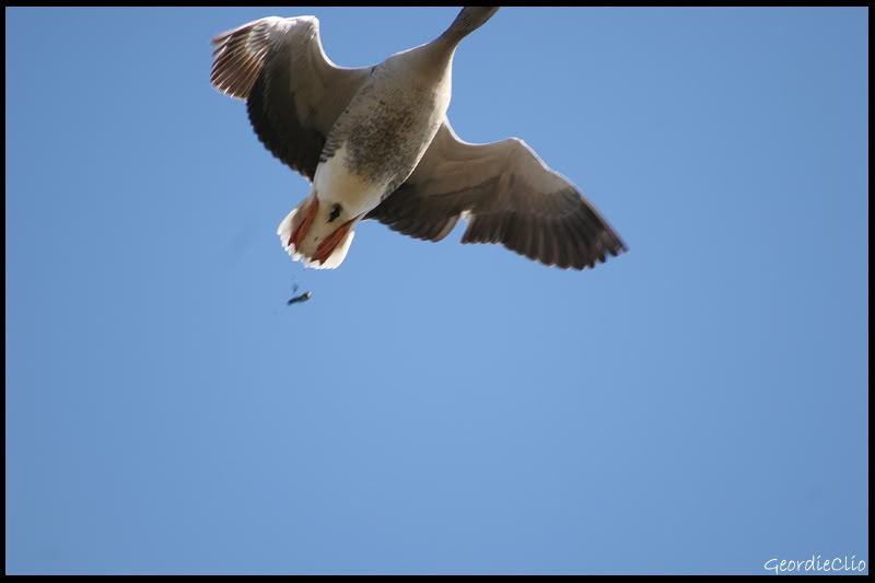 Goosegettingrevenge.jpg