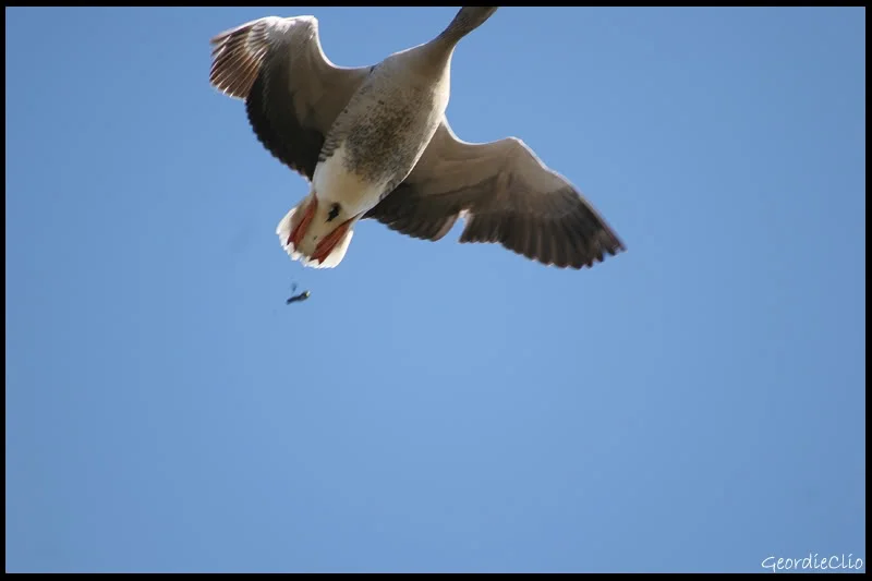 Goosegettingrevenge.webp