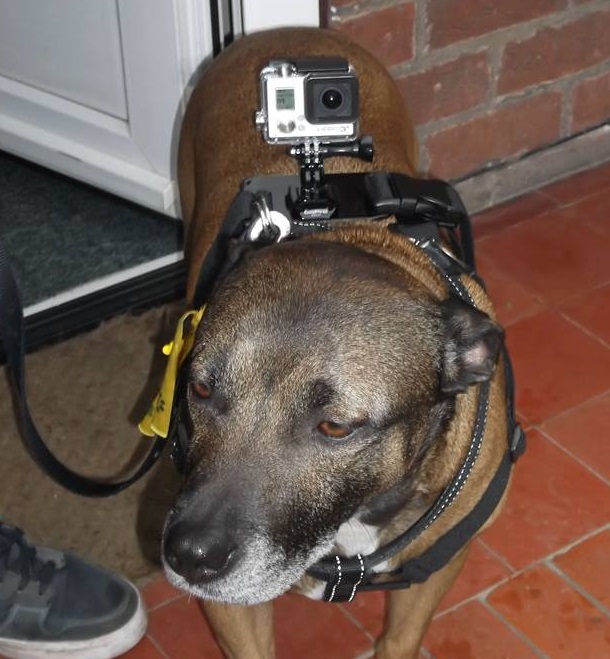 GOPRODOG_zps5eedd033.jpg