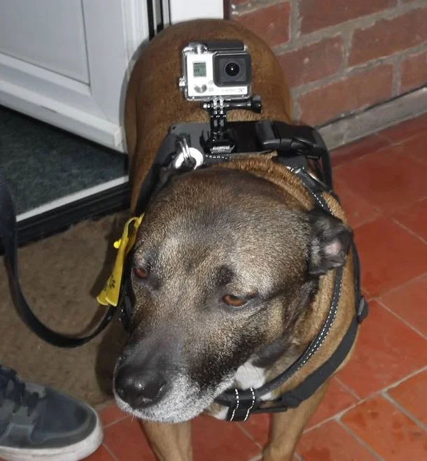 GOPRODOG_zps5eedd033.webp