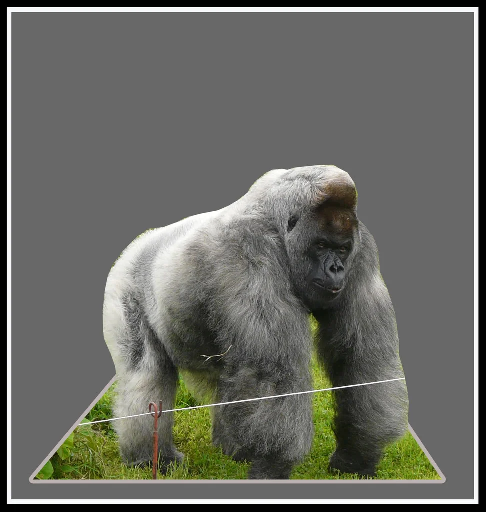Gorilla.webp