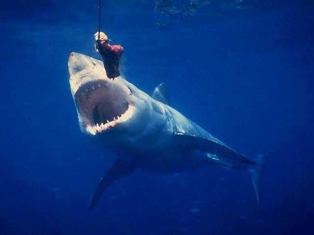 great-white-shark-picture-024.jpg