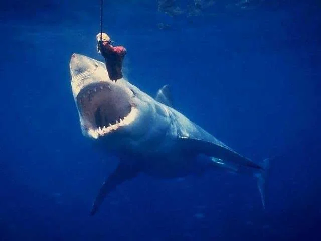 great-white-shark-picture-024.webp