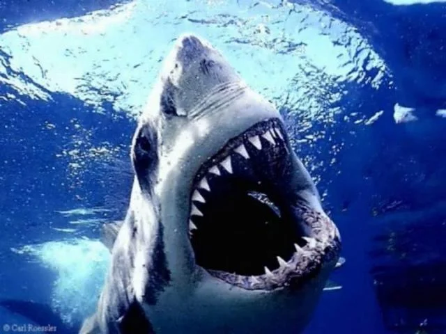great20white20shark202.webp