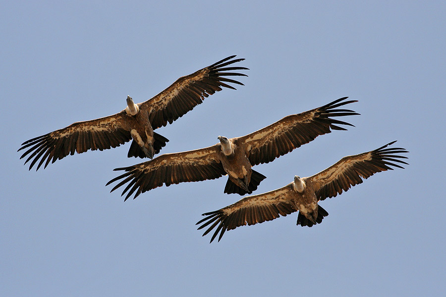 Griffon-Vultures-flight-.jpg