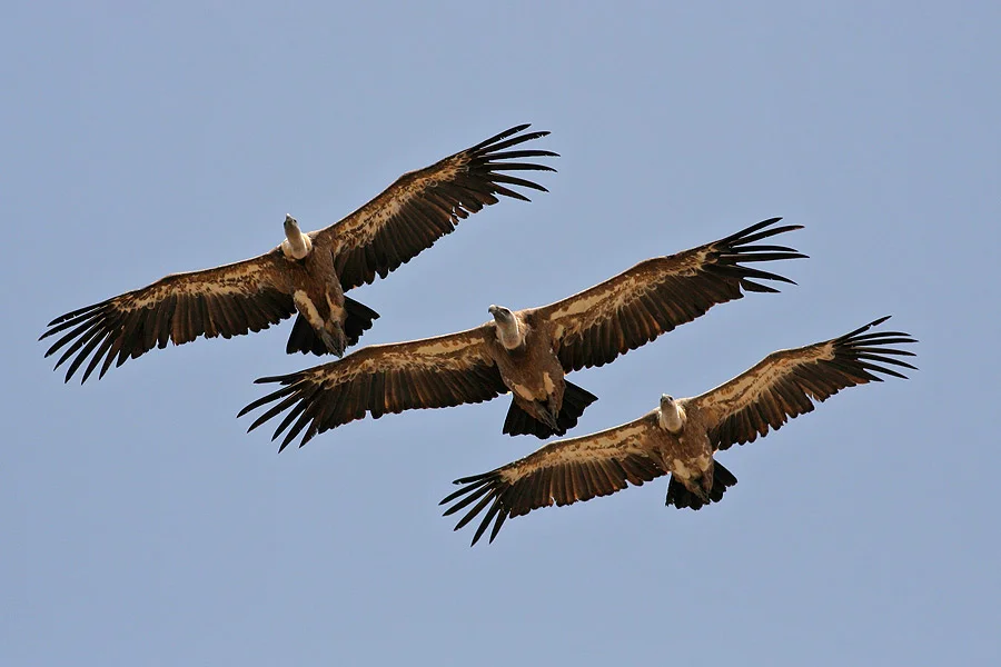 Griffon-Vultures-flight-.webp