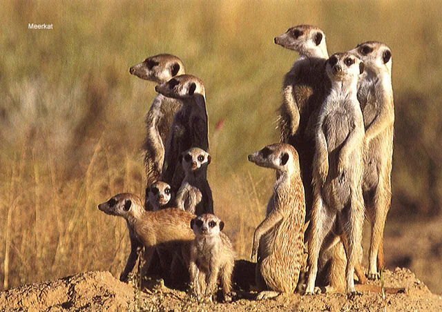 groupstandingonhomemeerkat.org.webp