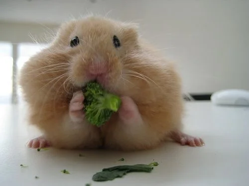 Hamster-eating-broccoli.webp