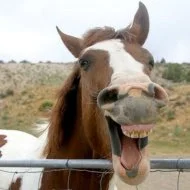 happy-horse.webp