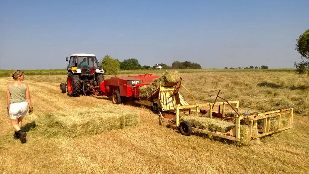 Hay2013b_zpsd65e2ebd.webp