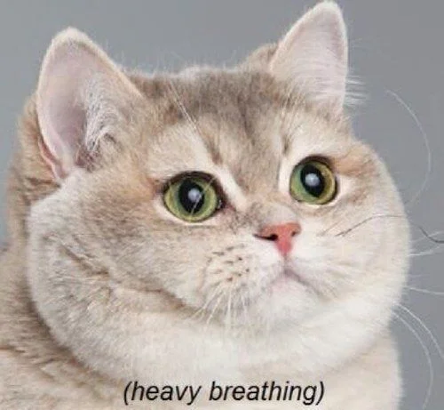 heavy-breathing-cat.webp