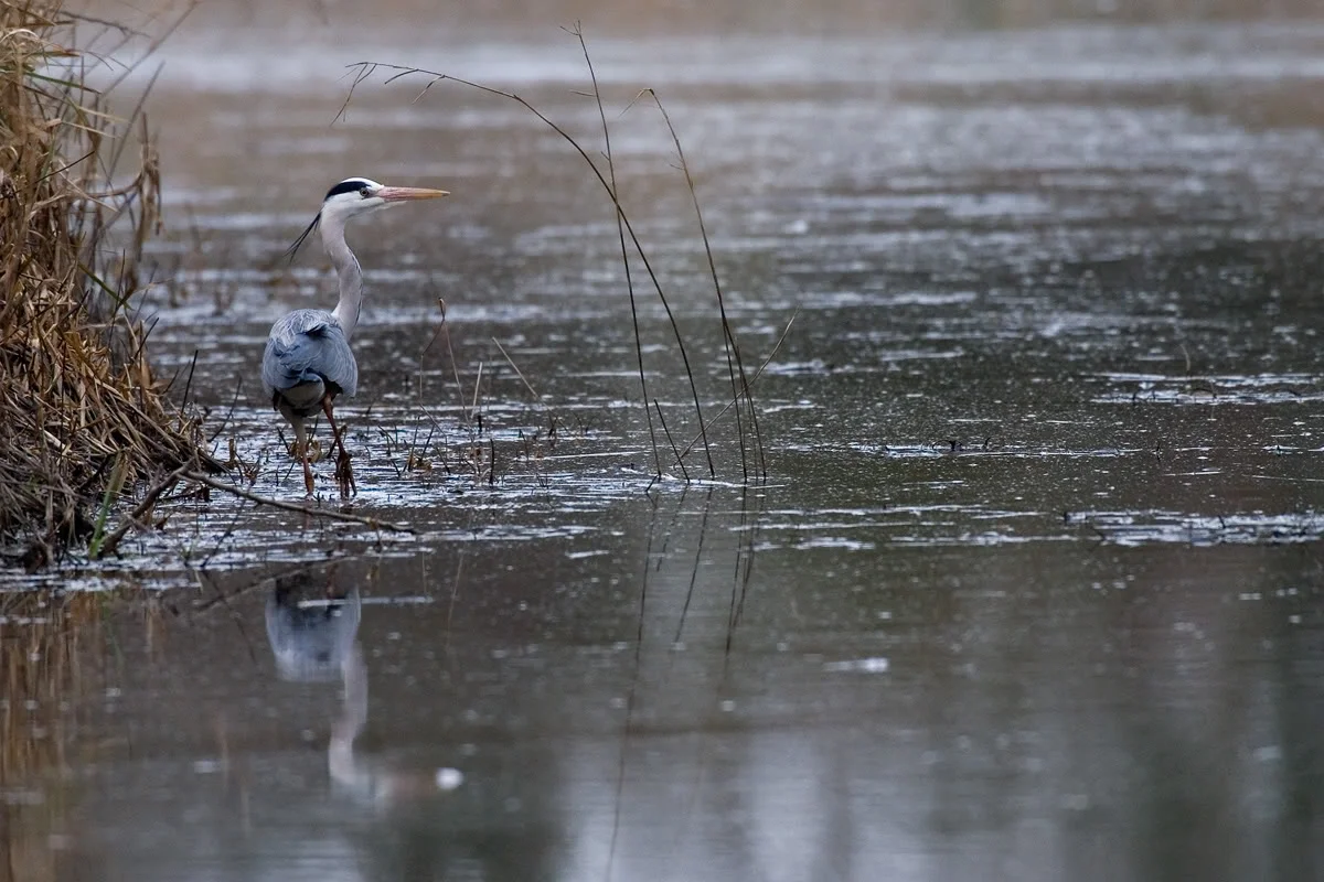 heron2-060308.webp