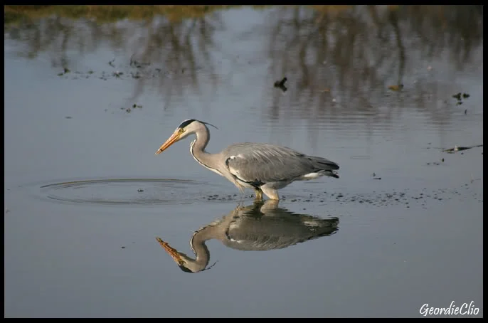 Herron.webp