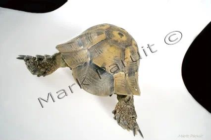 Hideout.webp