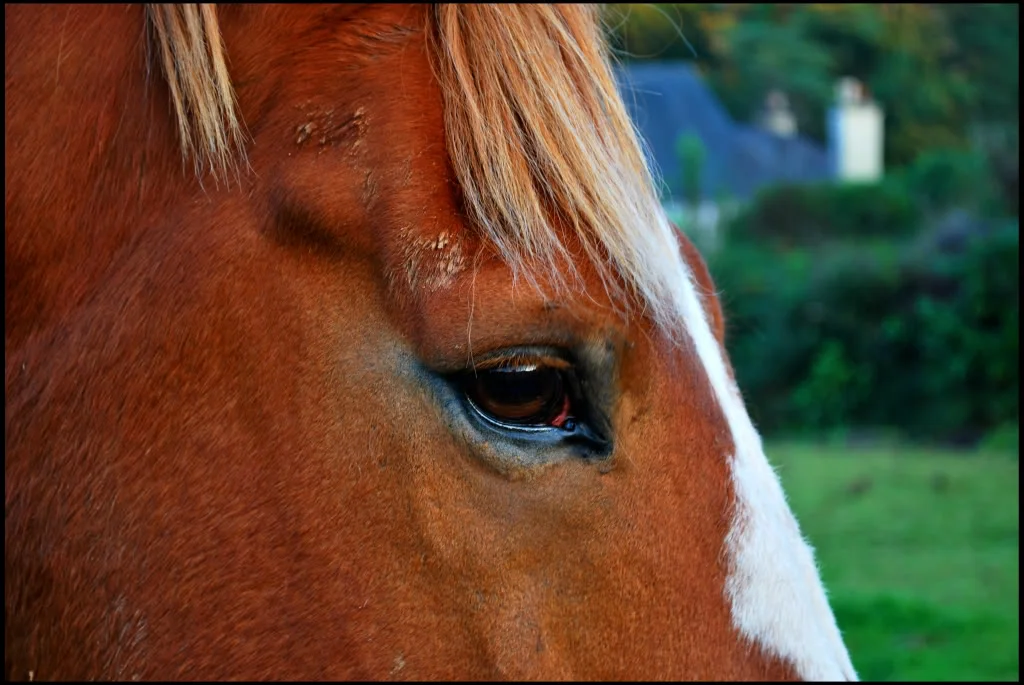 Horse.webp