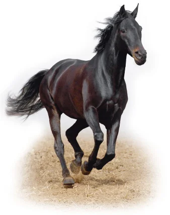 horse.webp