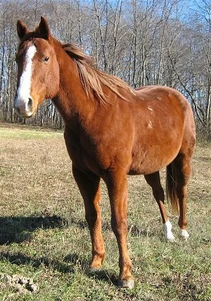 HorseJackField.webp